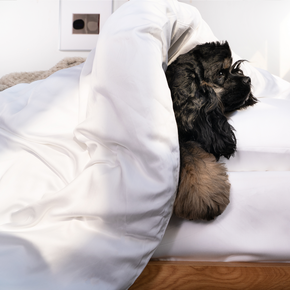 FURRFREE Bamboo Duvet Cover Set- Pet Hair Repellent for Dogs/Cats Family